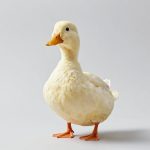 All Duck Locations in Abyss: Complete Guide