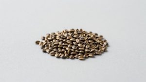Read more about the article Best Java Seeds
