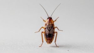 Read more about the article Best Roach Killer for Home